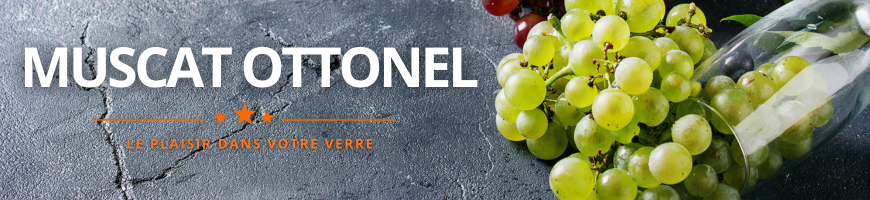 Muscat Ottonel : variété blanche sèche d'Alsace | Cave chez Nathalie