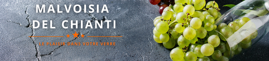Malvasia del Chianti : le cépage blanc toscane du Chianti