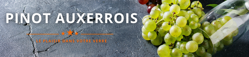 Pinot Auxerrois : découvrez ce blanc d'Alsace