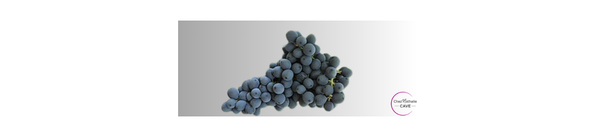 Cépage Corvina | Cave chez Nathalie