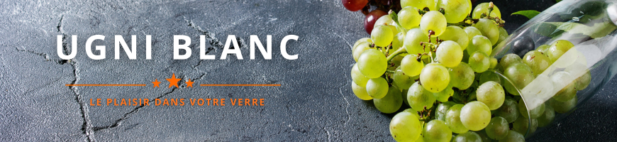 Ugni Blanc : cépage blanc de référence pour vins secs et spiritueux