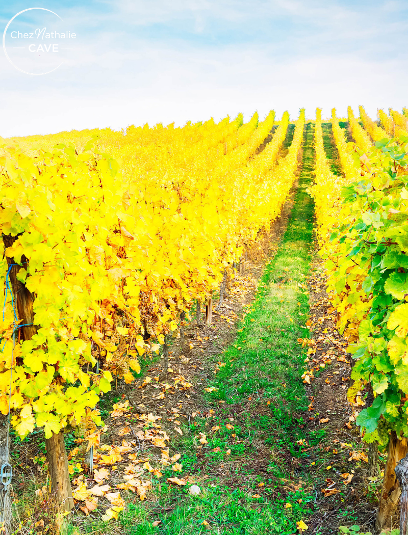 Alsace - Les vignes en automne
