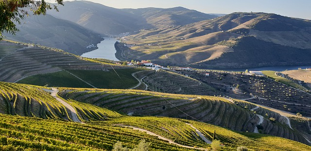 Paysage du vignoble de Côte Rôtie