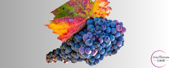 Grappe de raisin du cépage Croatina