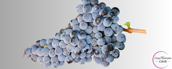 Cépage Aglianico
