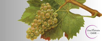 Grappe de Raisins cépage Altesse