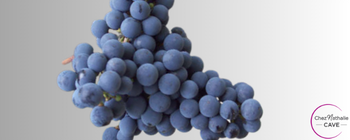 Cépage Cabernet Franc