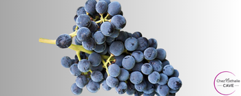 Cépage Cabernet Sauvignon
