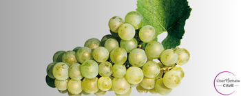 Cépage Chardonnay - Grappe de raisin