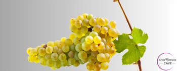 Grappe de raisin Chasselas