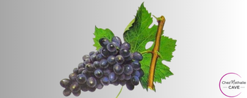 Grappe de raisin cépage Cinsault