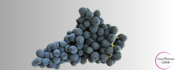 Grappe de raisin cépage Corvina