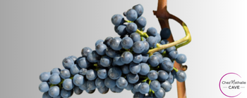 Grappe de raisin cépage Divico
