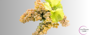 Grappe de raisin cépage Gros Manseng
