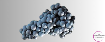 Grappe de raisin cépage Galotta