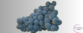 Grappe de raisin cépage Gamaret