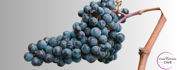 Grappe de raisin cépage Gamay