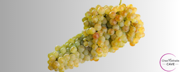Grappe de raisin cépage Grenache blanc