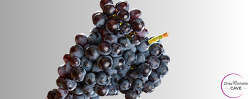 Grappe de raisin cépage Grenache noir