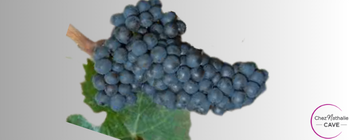 grappe de raisin cépage humagne rouge