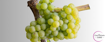 grappe de raisin cépage Johannisberg