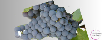 grappe de raisin cépage Malbec