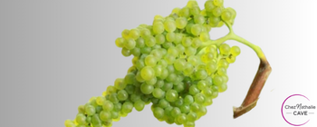 Grappe de raisin cépage Malvasia del Chianti