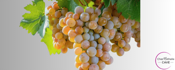 Grappe de raisin cépage Marsanne