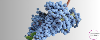 Grappe de raisin cépage Marselan
