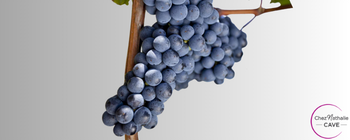 Grappe de raisin cépage Merlot