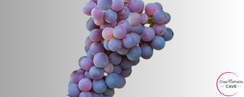 Grappe de raisin cépage Molinara