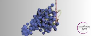 Grappe de raisin cépage Moradella