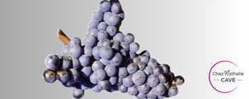 Grappe de raisin cépage Mourvèdre