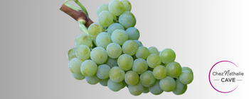 Grappe de raisin cépage Muscaris