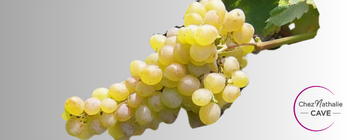 Grappe de raisin cépage Muscat