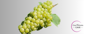 Grappe de raisin cépage Muscat Ottonel