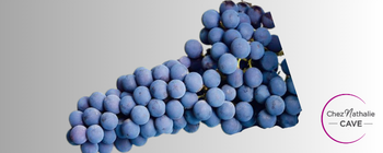 Grappe de raisin cépage Nebbiolo