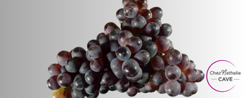 Grappe de raisin cépage Negroamaro