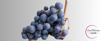 Grappe de raisin cépage Nero di Troia