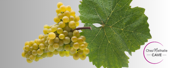 Grappe de raisin cépage Paien