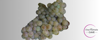 Grappe de raisin cépage Petit Courbu