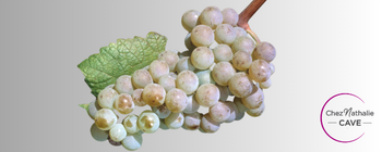 Grappe de raisin cépage petit mangent | cave chez nathalie