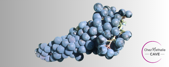 Grappe de raisin cépage petit Verdot