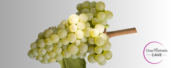 Grappe de raisin cépage petite arvine