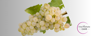 Grappe de raisin céapge picpoul