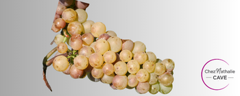Grappe de raisin cépage pinot auxerrois | Cave chez Nathalie