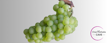 Grappe de raisin cépage Pinot blanc | Cave chez Nathalie