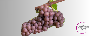 Grappe de raisin cépage pinot gris | Cave chez Nathalie