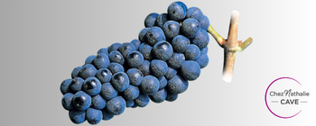 Grappe de raisin cépage pinot meunier
