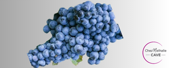 Grappe de raisin cépage Ruché | Cave chez Nathalie